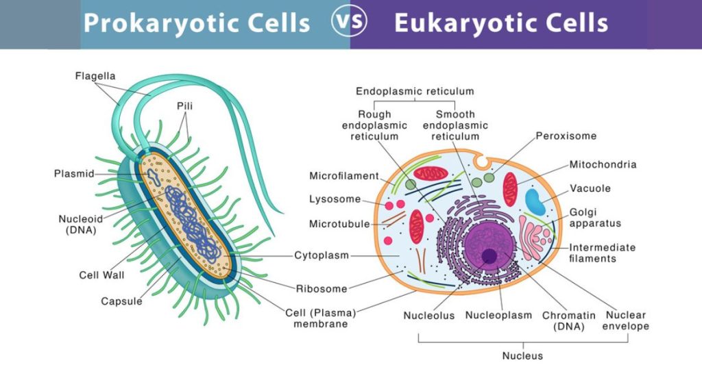 Prokaryote-Vs-Eukaryotes